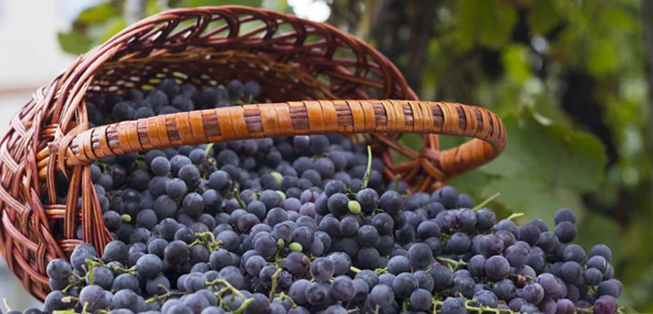 <p>Resveratrol: Youthful Metabolism</p>