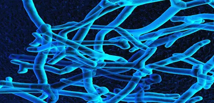 <p><span><strong>Bifidobacterium Breve: Lean Biome Support</strong></span></p><p><br></p>